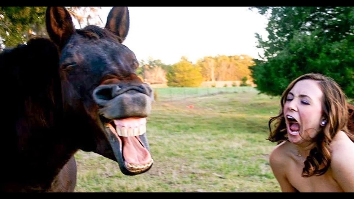 Позитивные лошадки