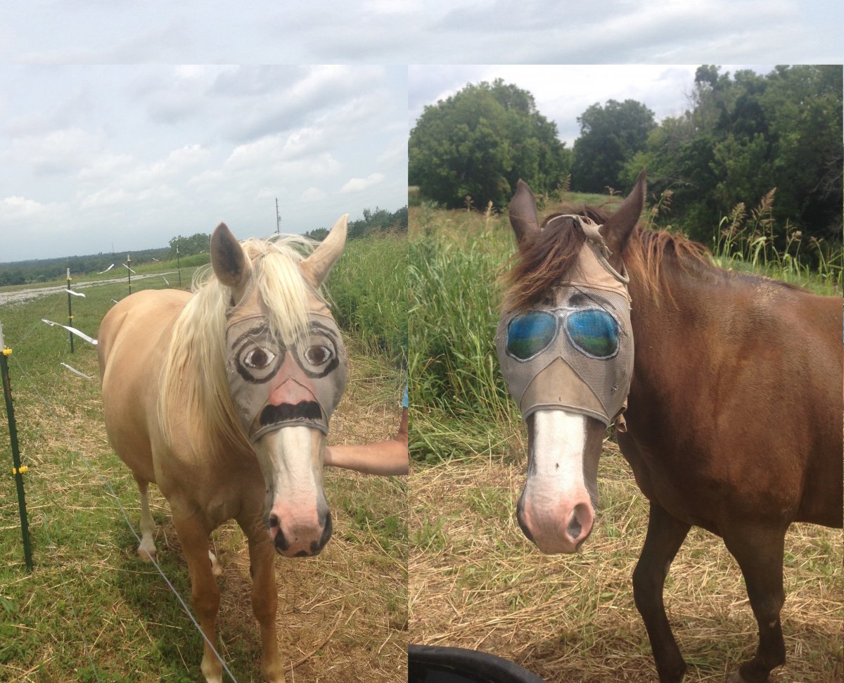 Лошадь в штанах