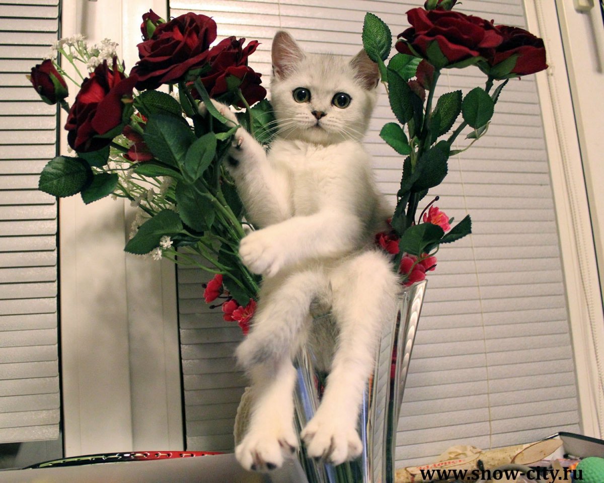 Кот с цветами