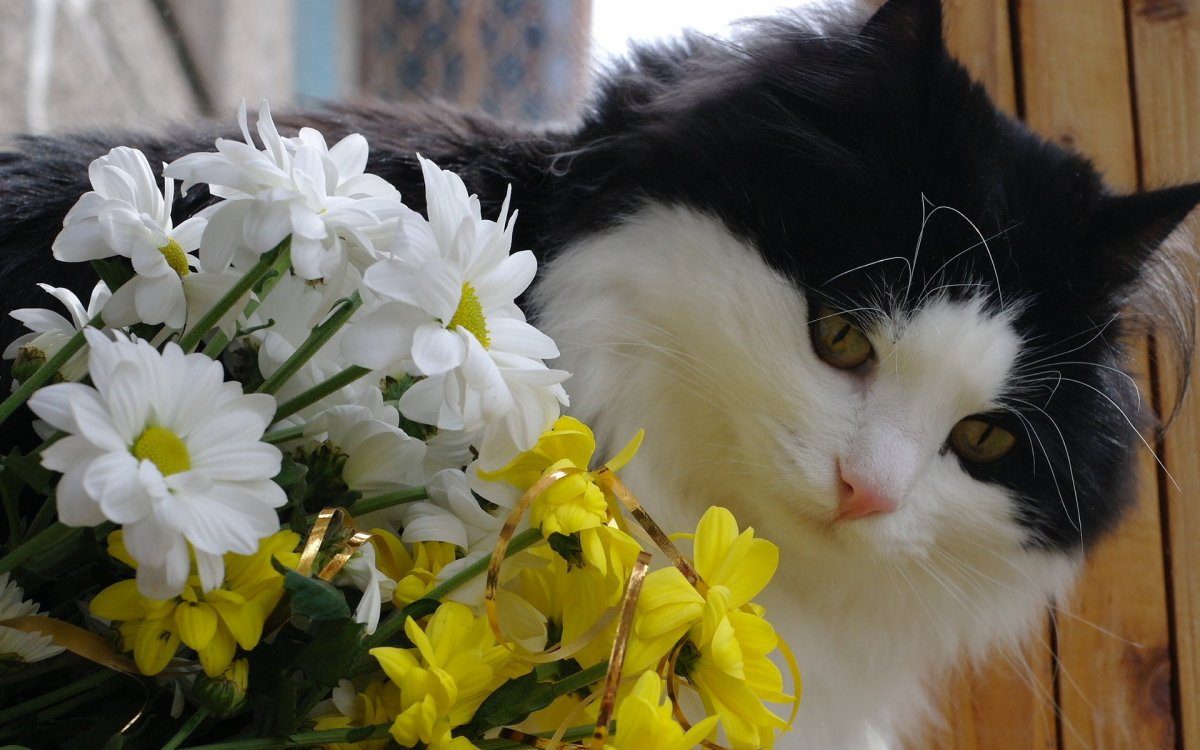 Кошки с розами