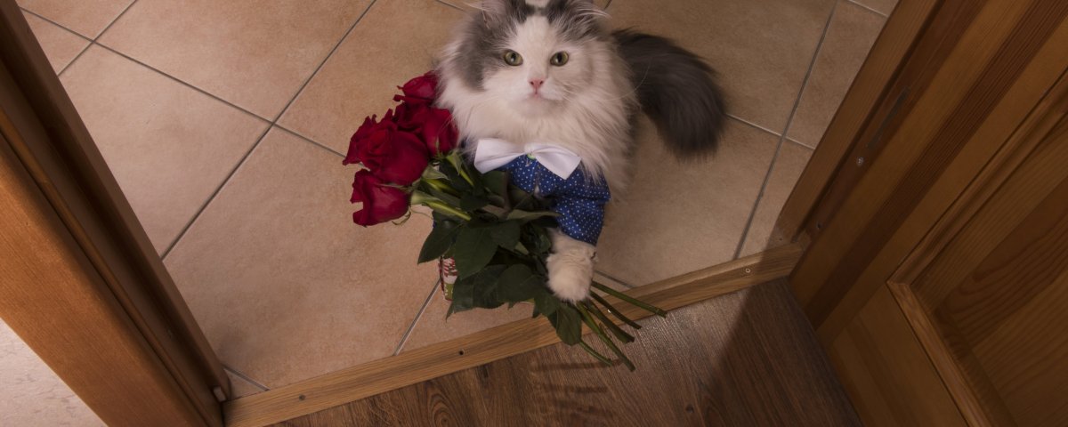 Кошка невеста