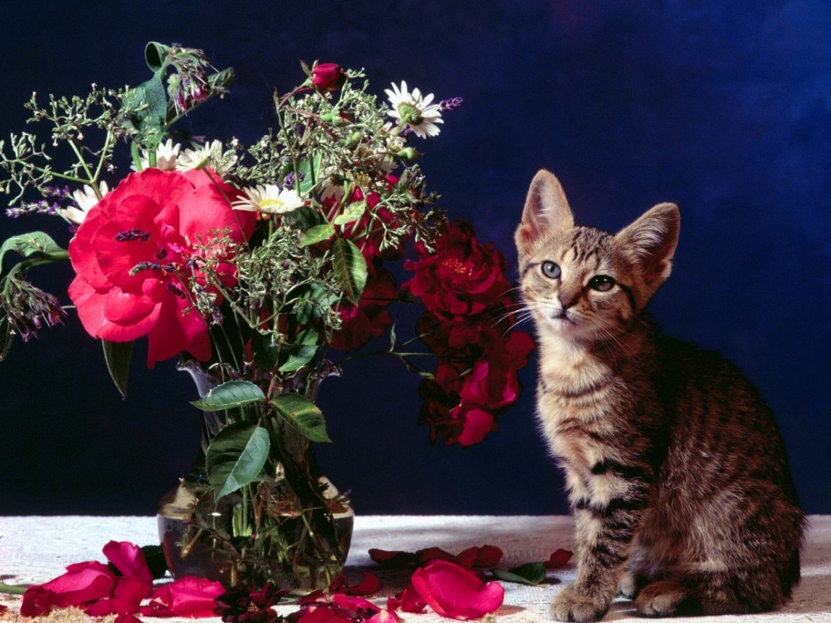 Включи пожалуйста ком букете для кошек