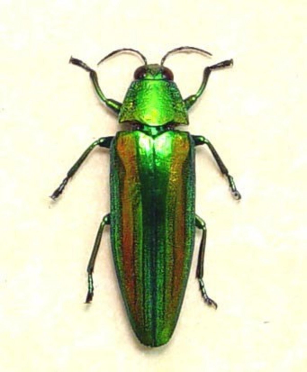 Зеленый Жук ЮКО