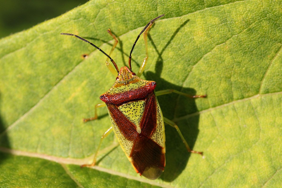 Клоп щитник зеленый древесный
