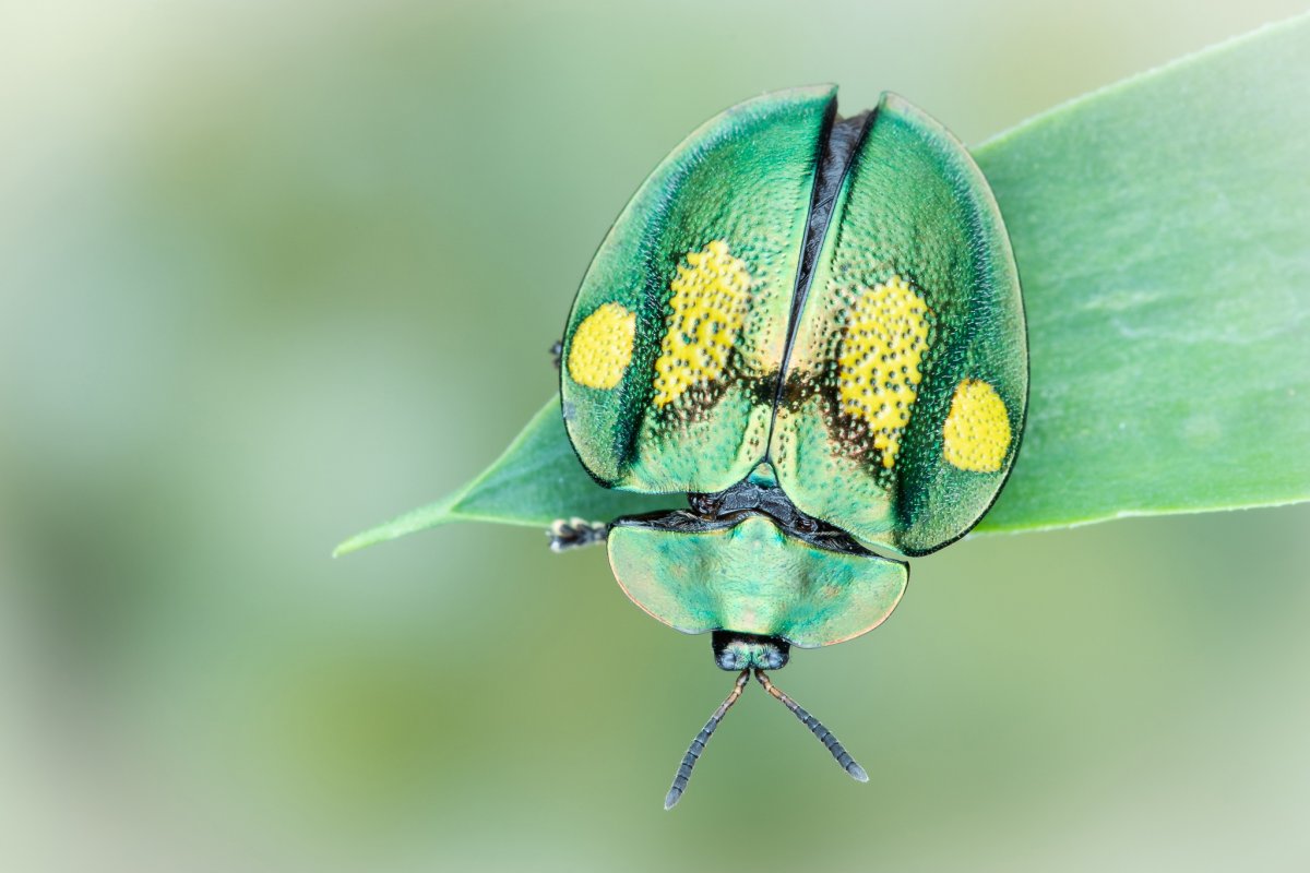 Зеленый Жук клоп круглый