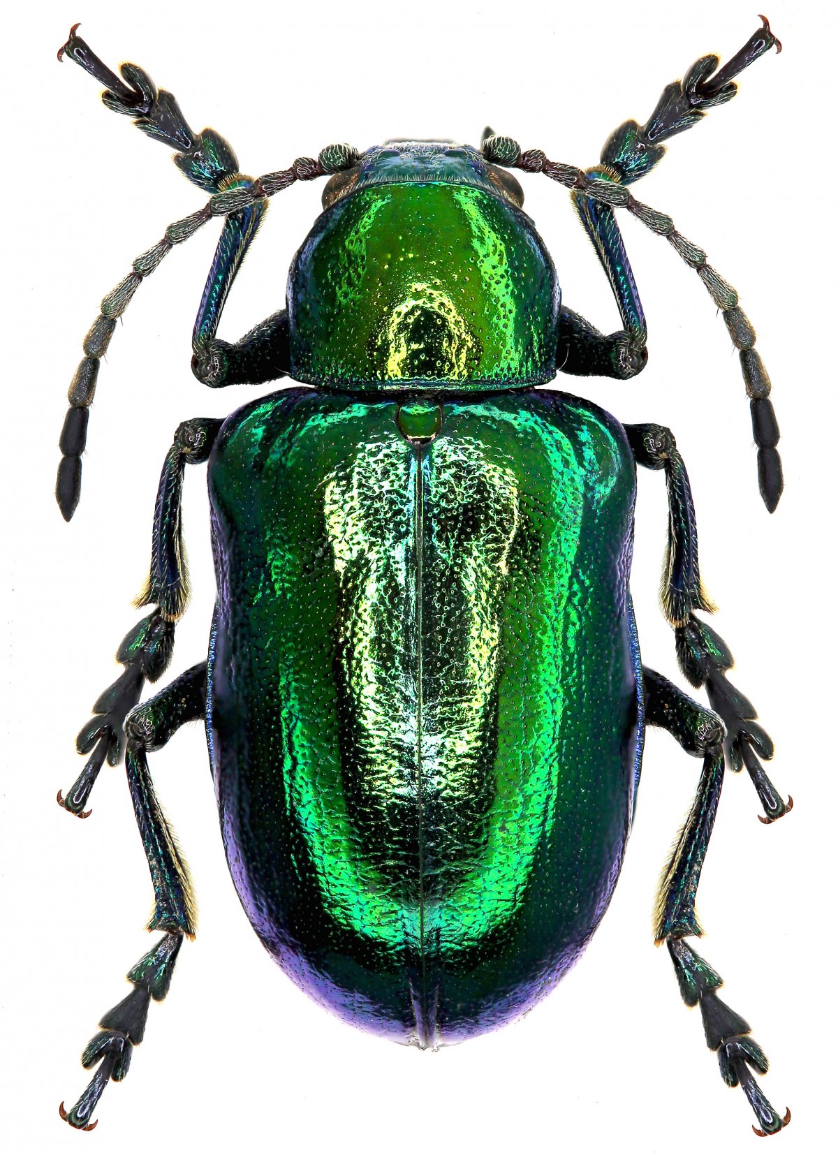 Жуки скарабеи Майский Жук