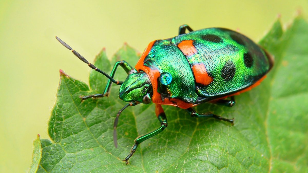 Щитник-черепашка Жук Пикассо