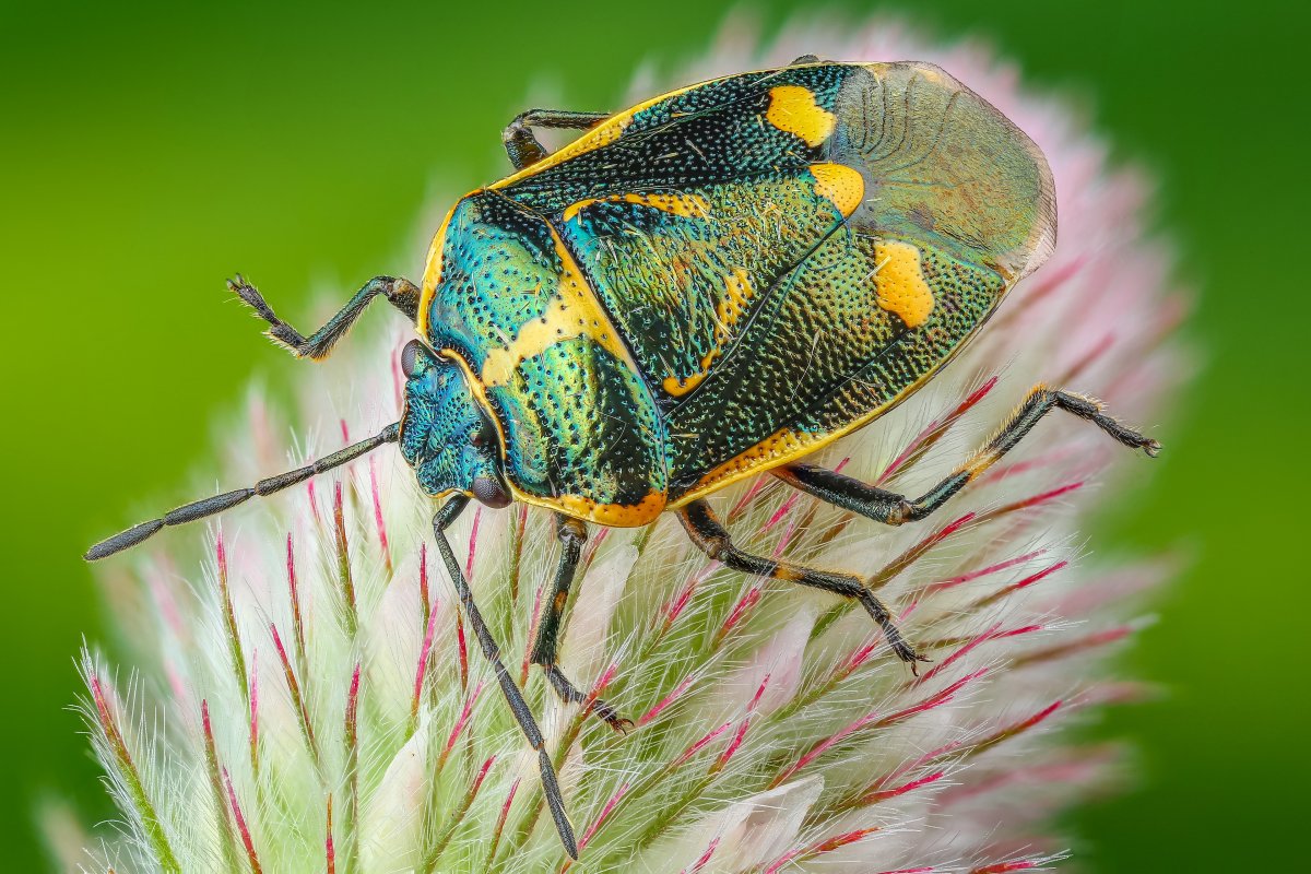 Азиатский Жук клоп