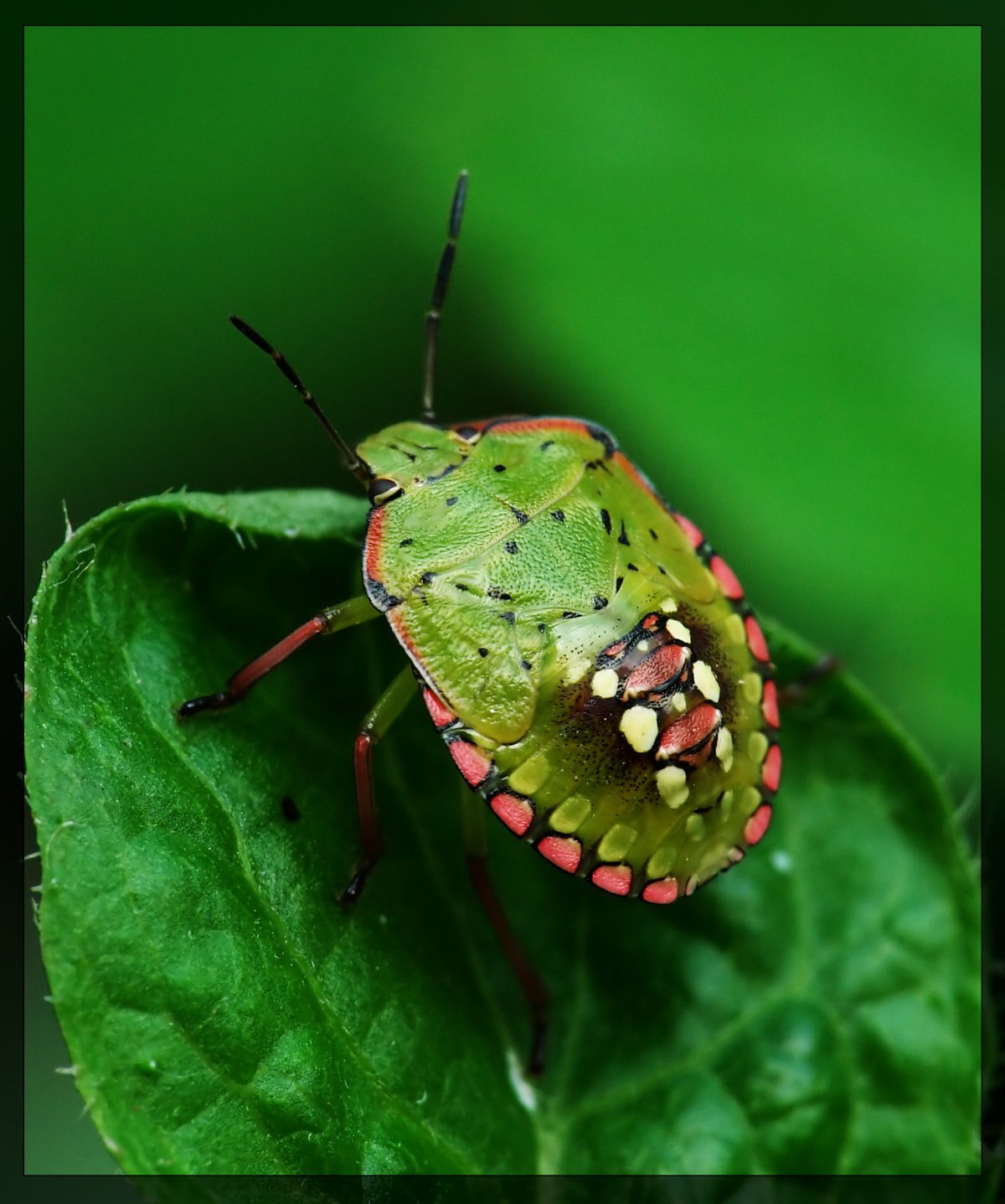 Щитник красноногий