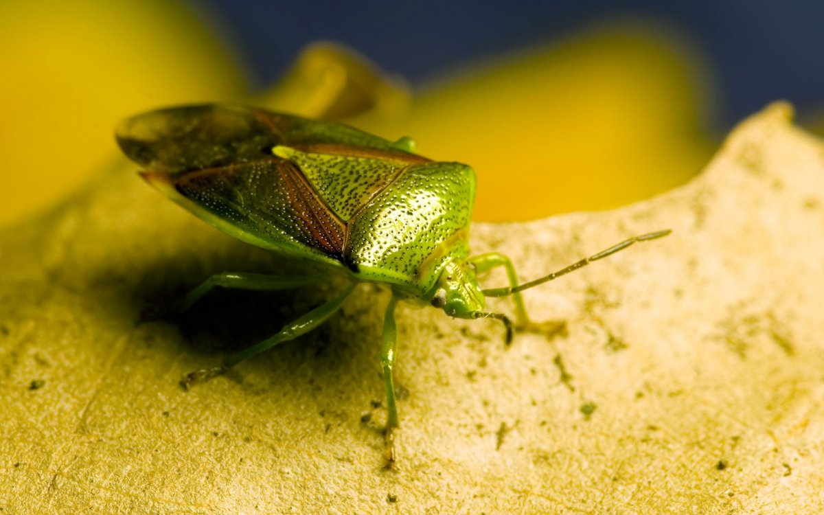 Желтозеленные насекомые