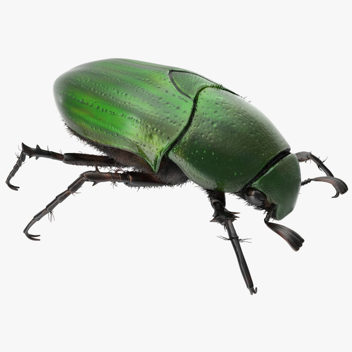 3d модель Жук скарабей