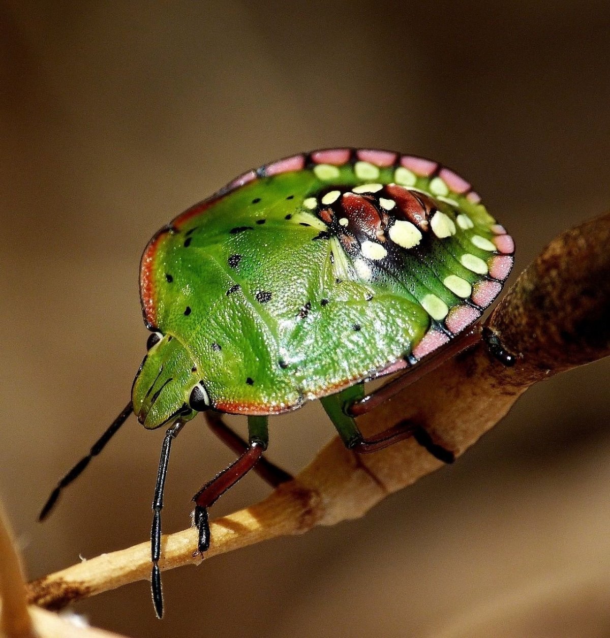 Зеленый треугольный жук