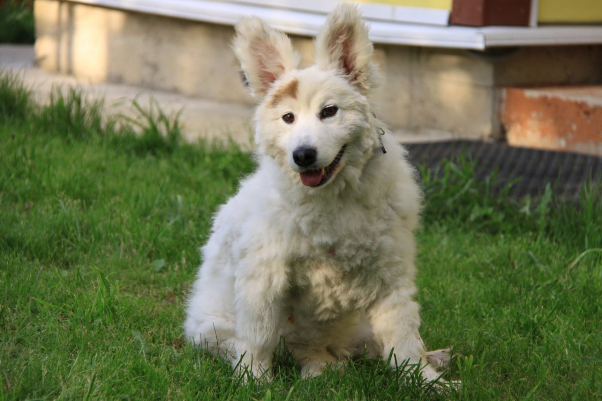 Маремма собака