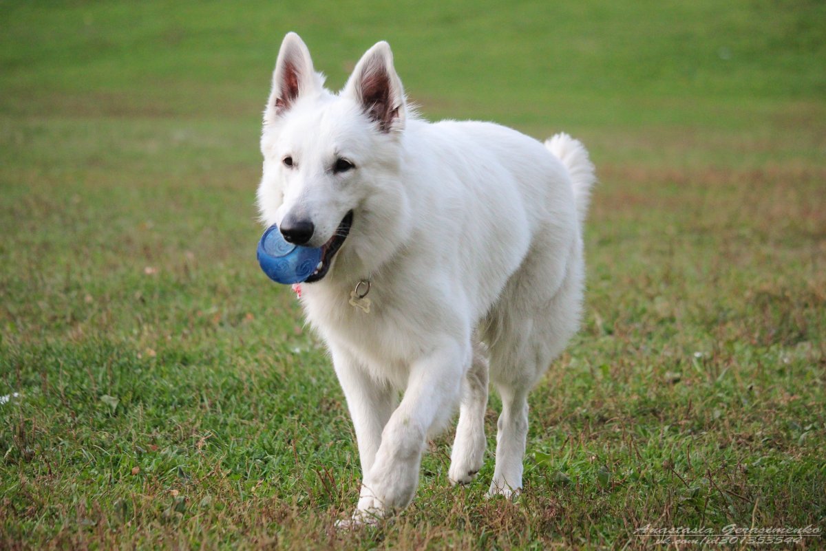 Порода котон де тулеар