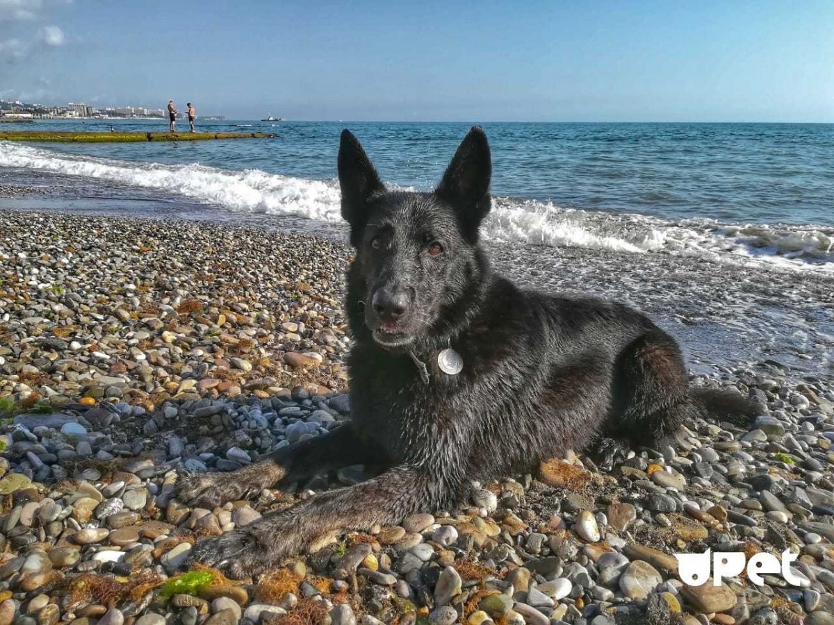 Ретривер белый