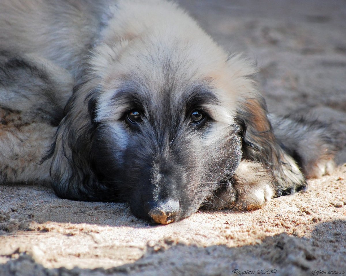 Вест хайленд Уайт терьер и Мальтийская болонка