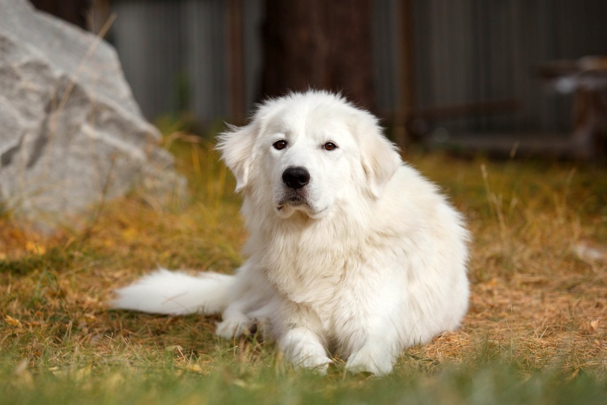 Морено амбрутская овчарка