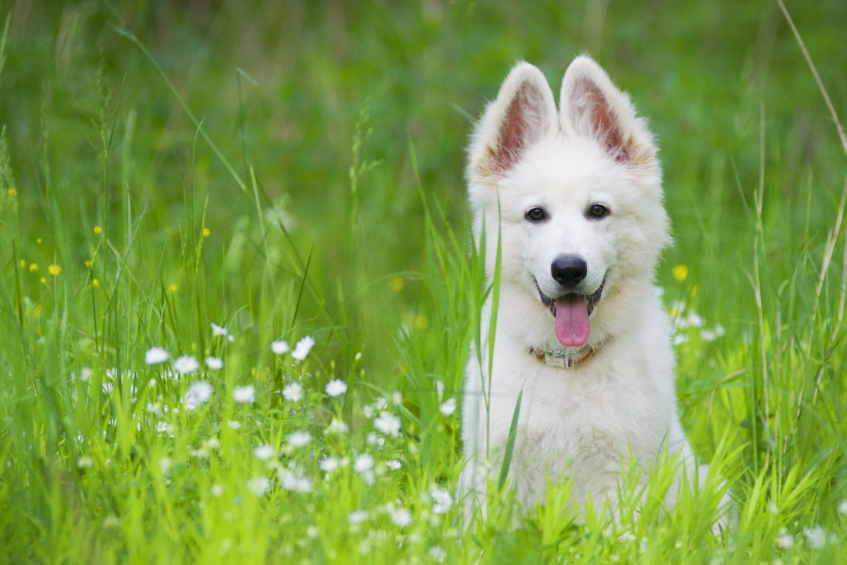 Маримамбрутская овчарка