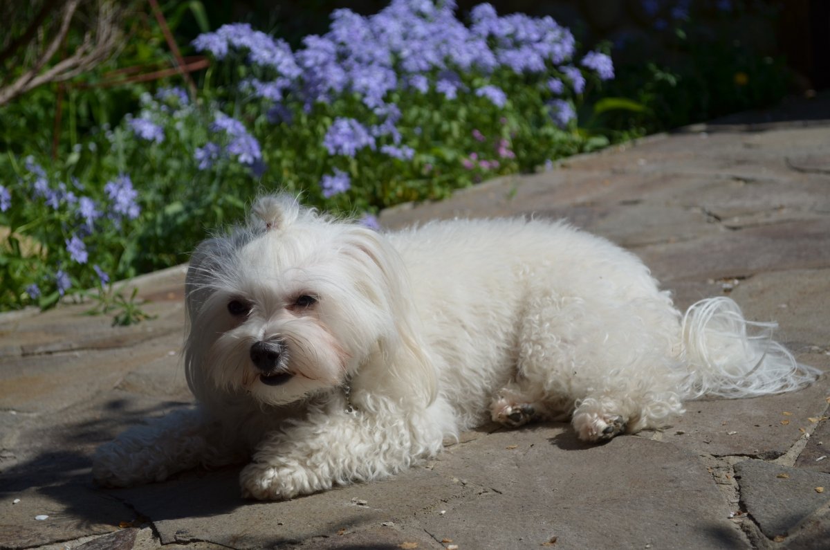 Немецкая овчарка на море