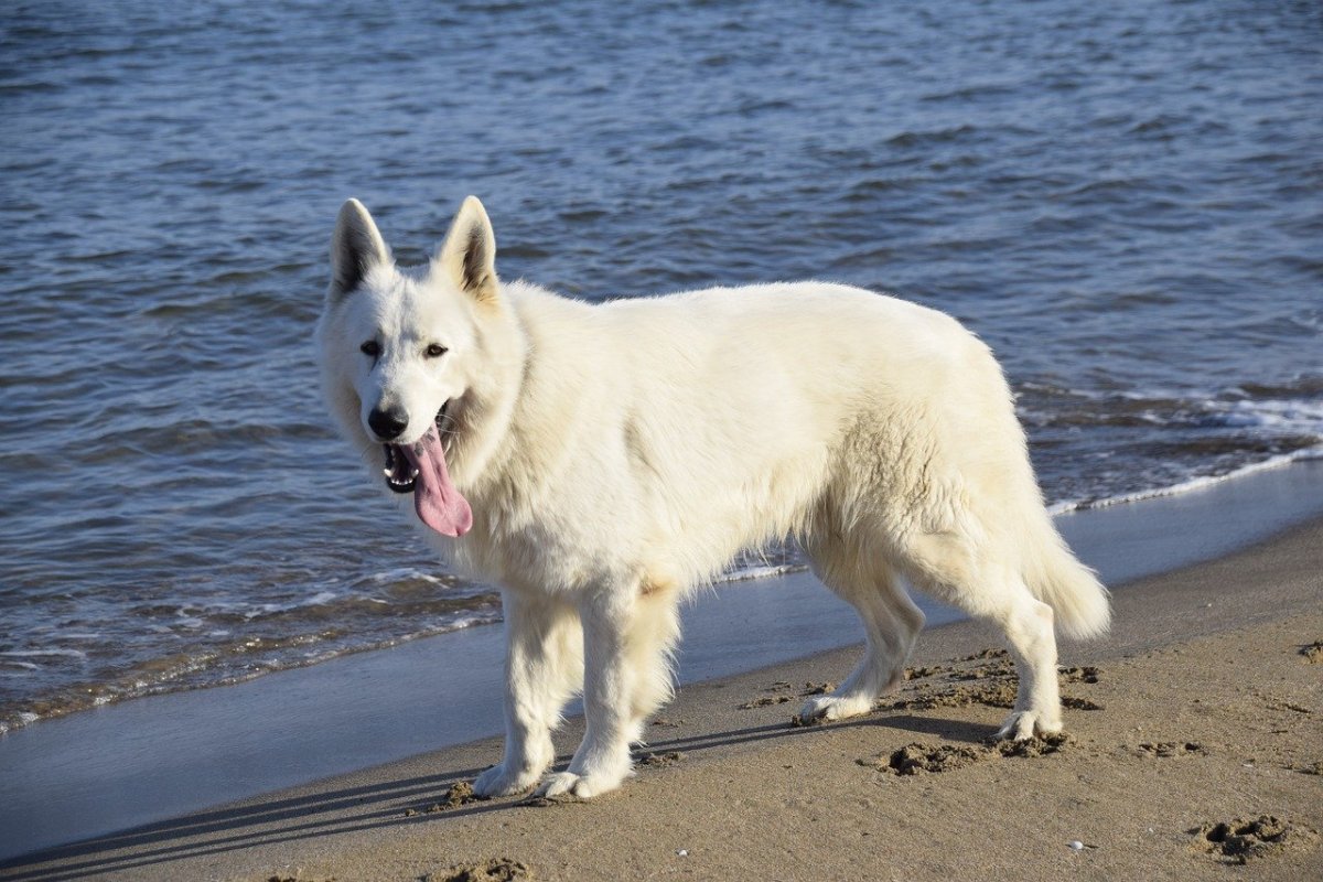 Мальтийский Бишон