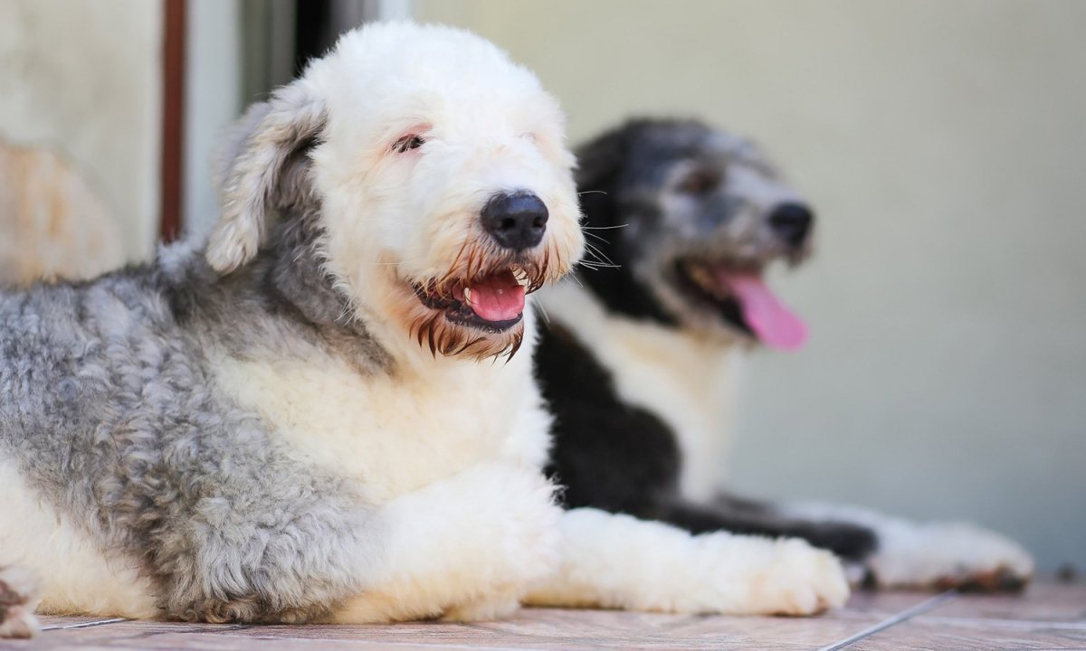 Белая швейцарская овчарка короткошерстная