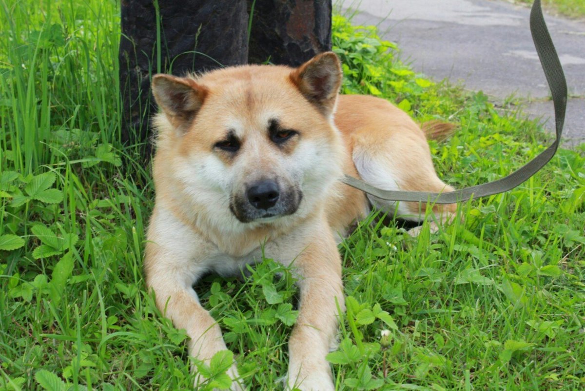 Фото лайка ждёт команду можно