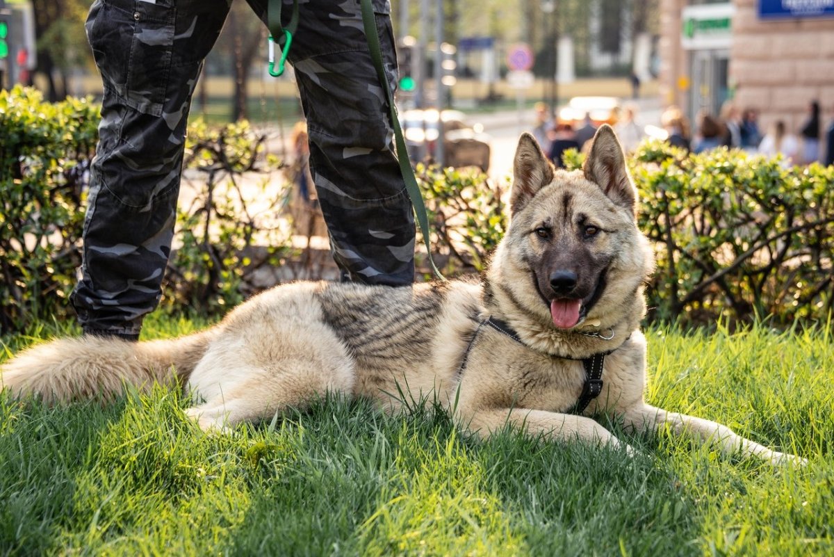 Девушки префектуры Акита