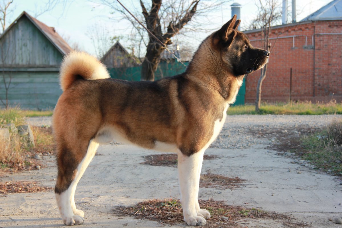 Метис американской акиты и малинуа