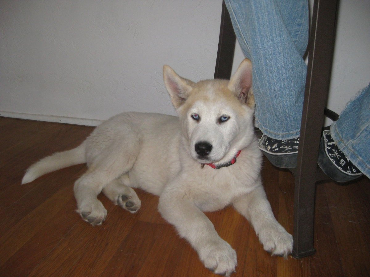 Метис американской акиты и немецкой овчарки