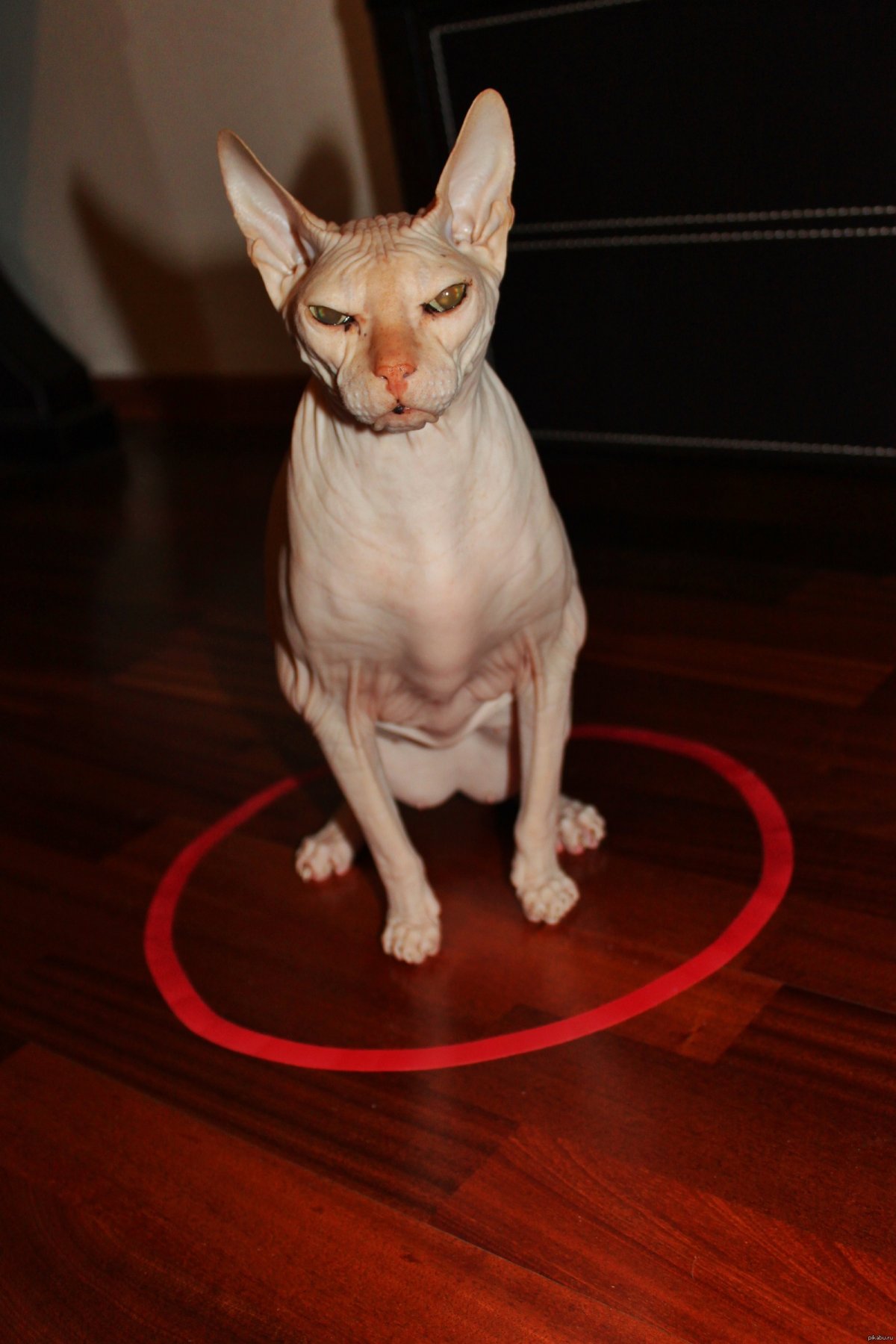 Кот за стойкой а белом фоне