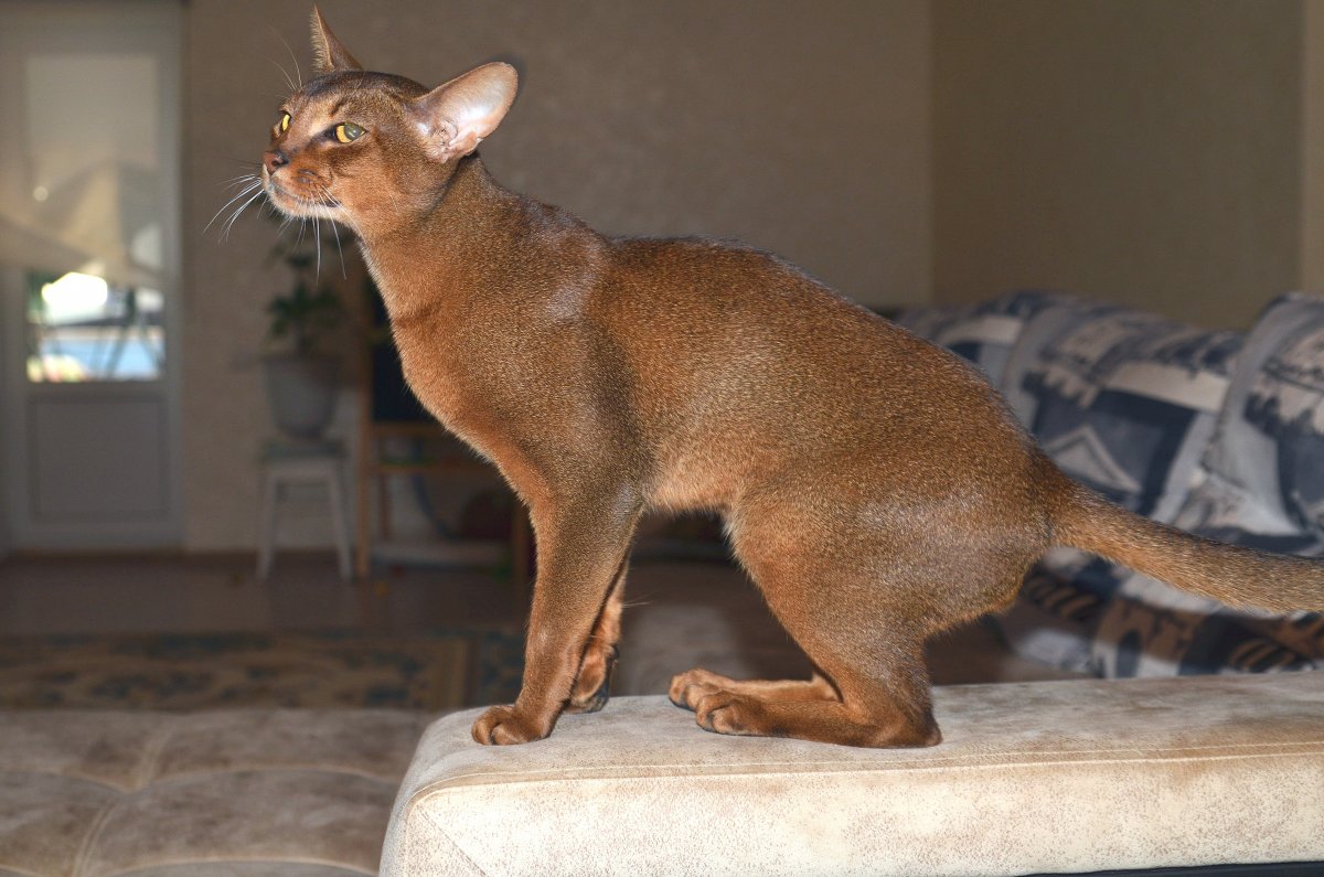 Как подстричь кота живот