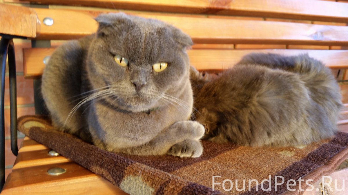 Синдром короткого позвоночника у кошек