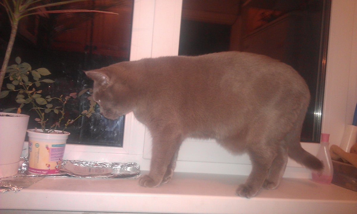 Бенгальская кошка окрас линк