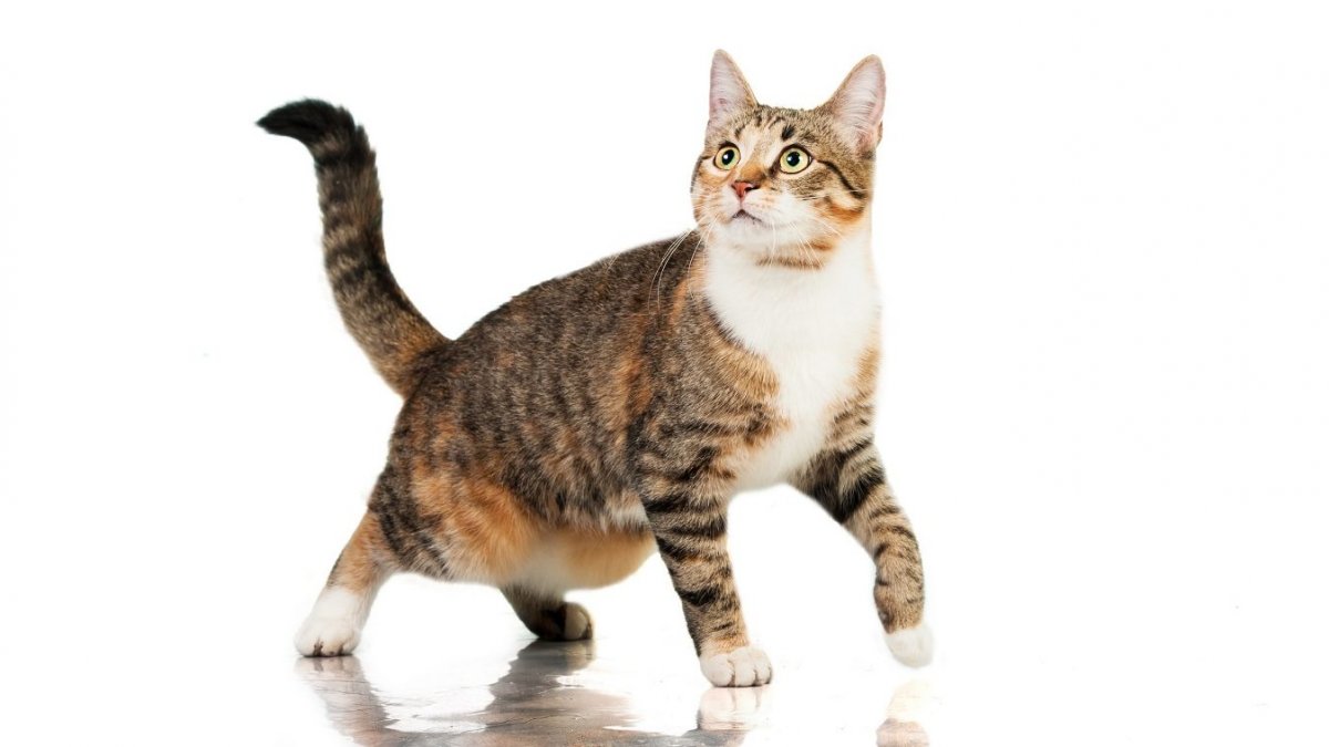 Мейн кун аллергия