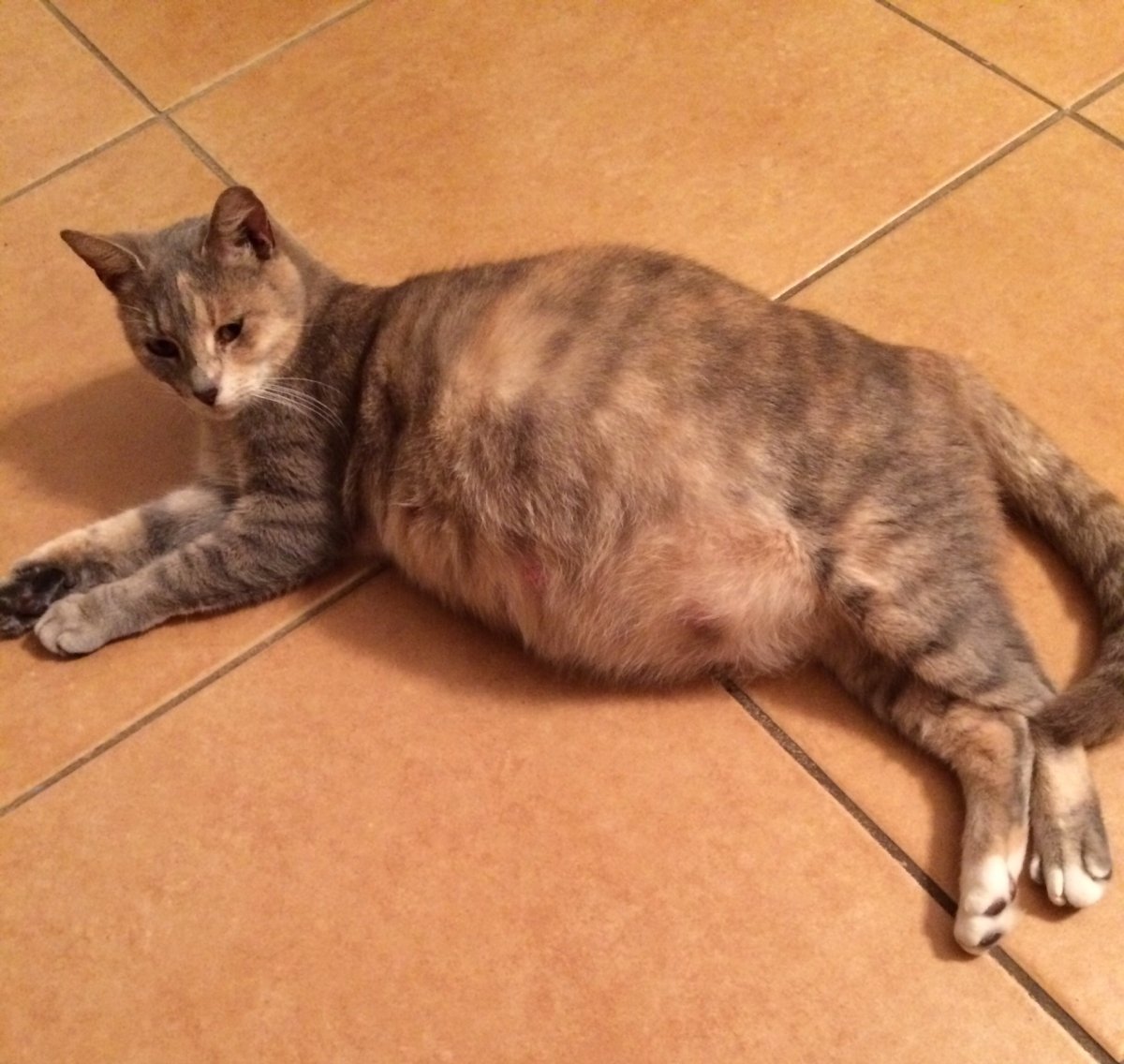 Коты с ожирением