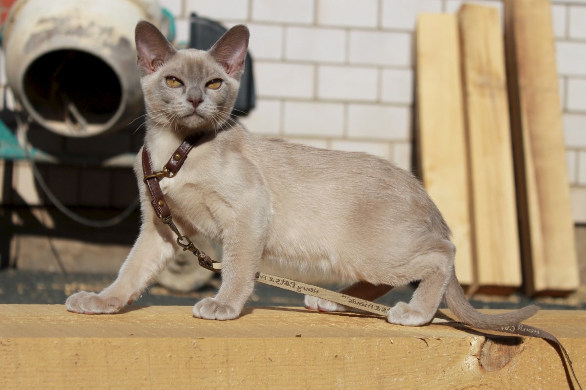 Стрижка скоттиш страйт