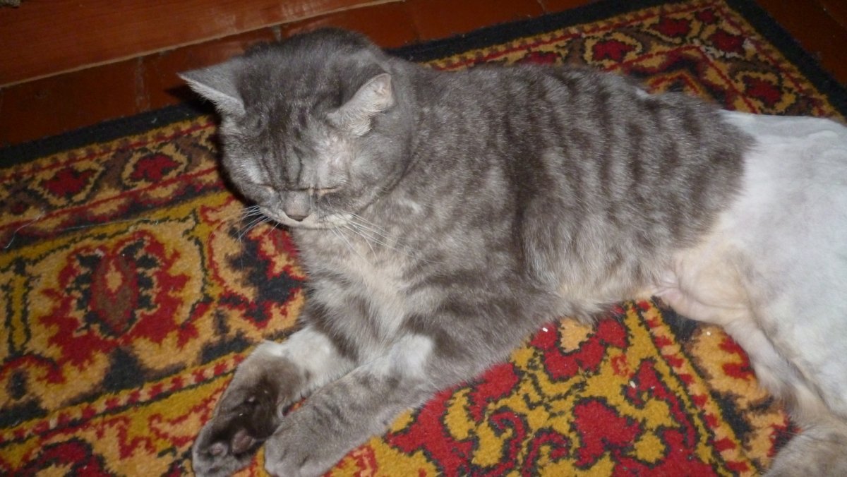 ОХД У шотландских кошек