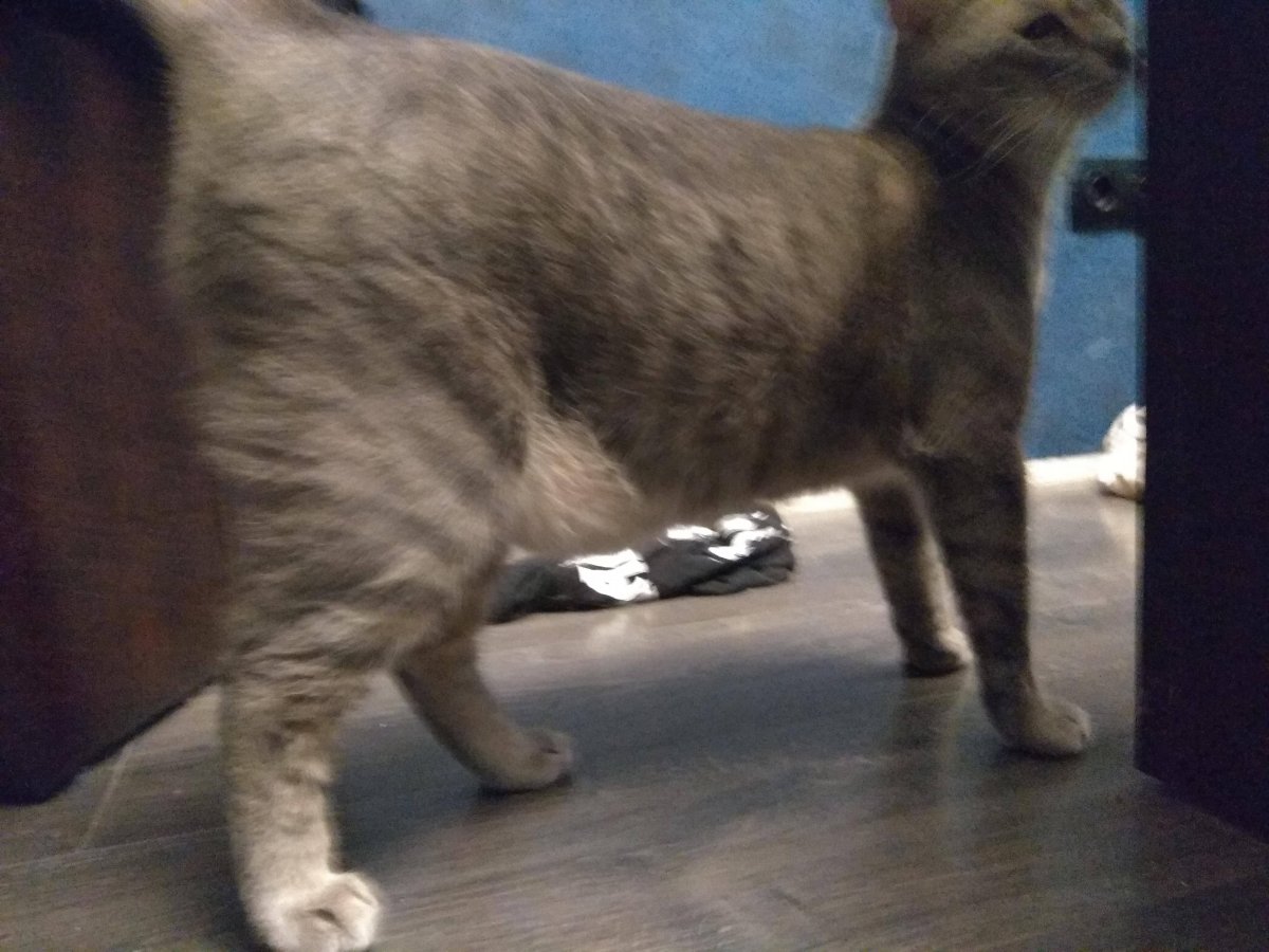 Курдюк у шотландской кошки