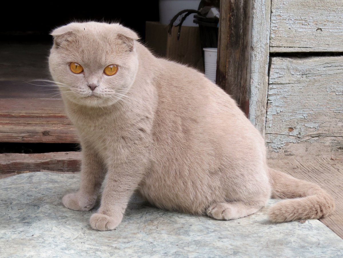 Корниш рекс черный