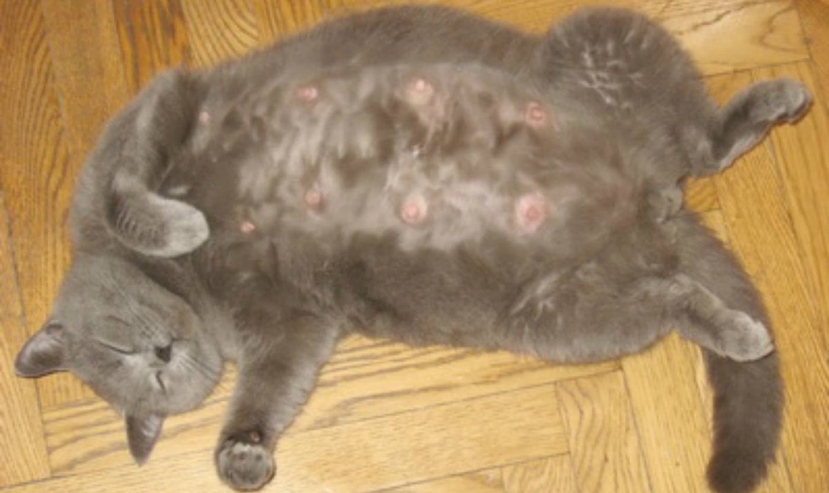 Курдюк у ориентальных кошек