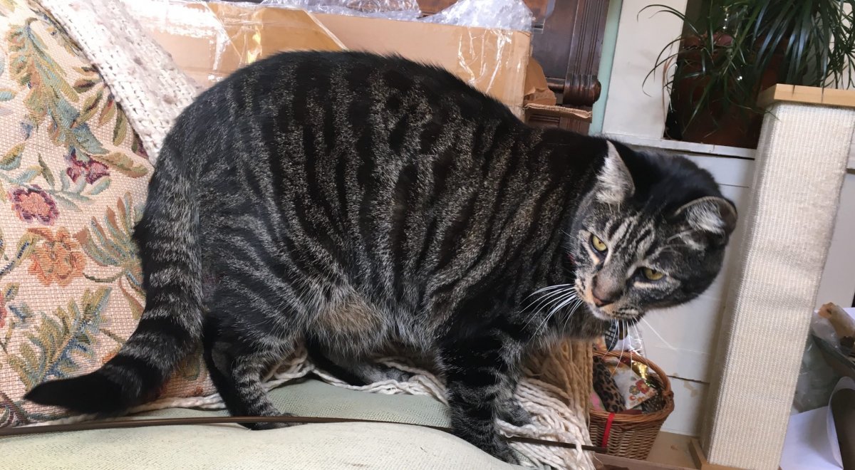 Абиссинская кошка голубого окраса