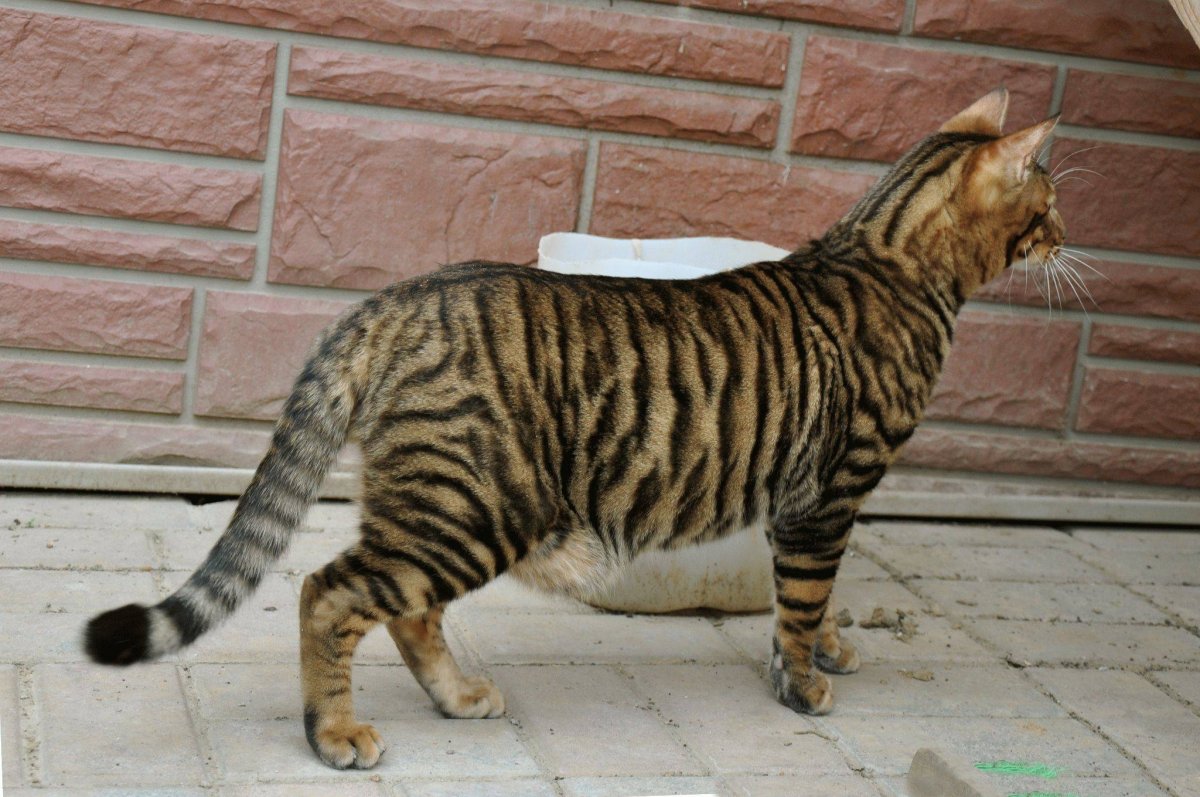 Абиссинский бобтейл