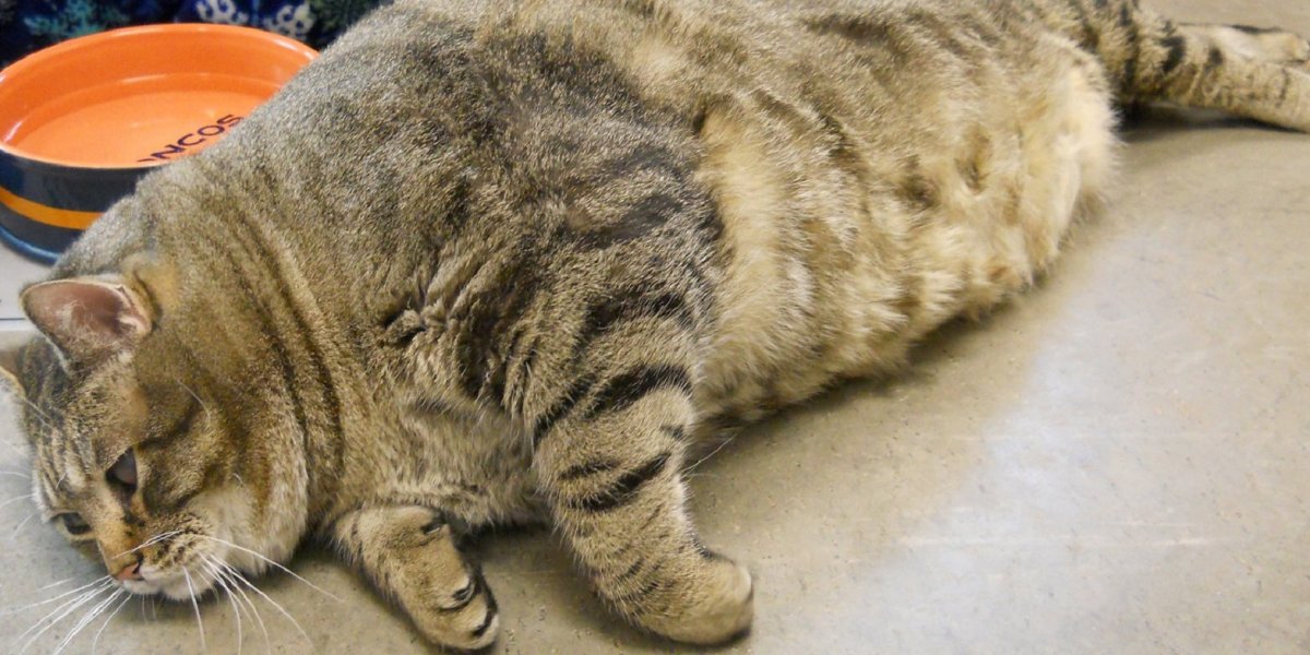 Беременная кошка красивая