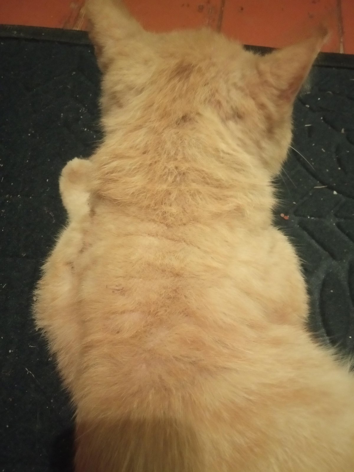 Толстый кот сбоку