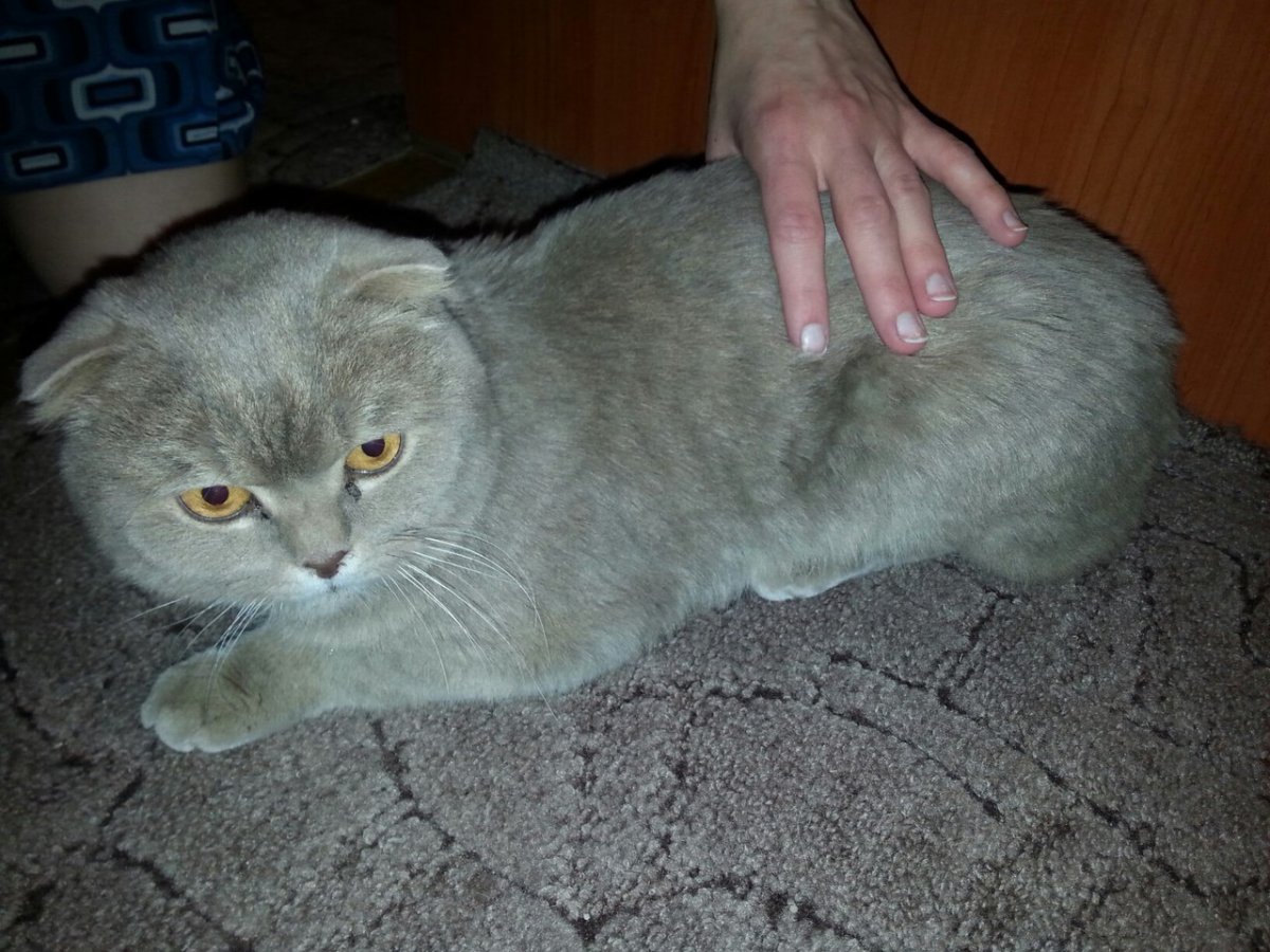 Материнская плата MSI 865gvm2-LS