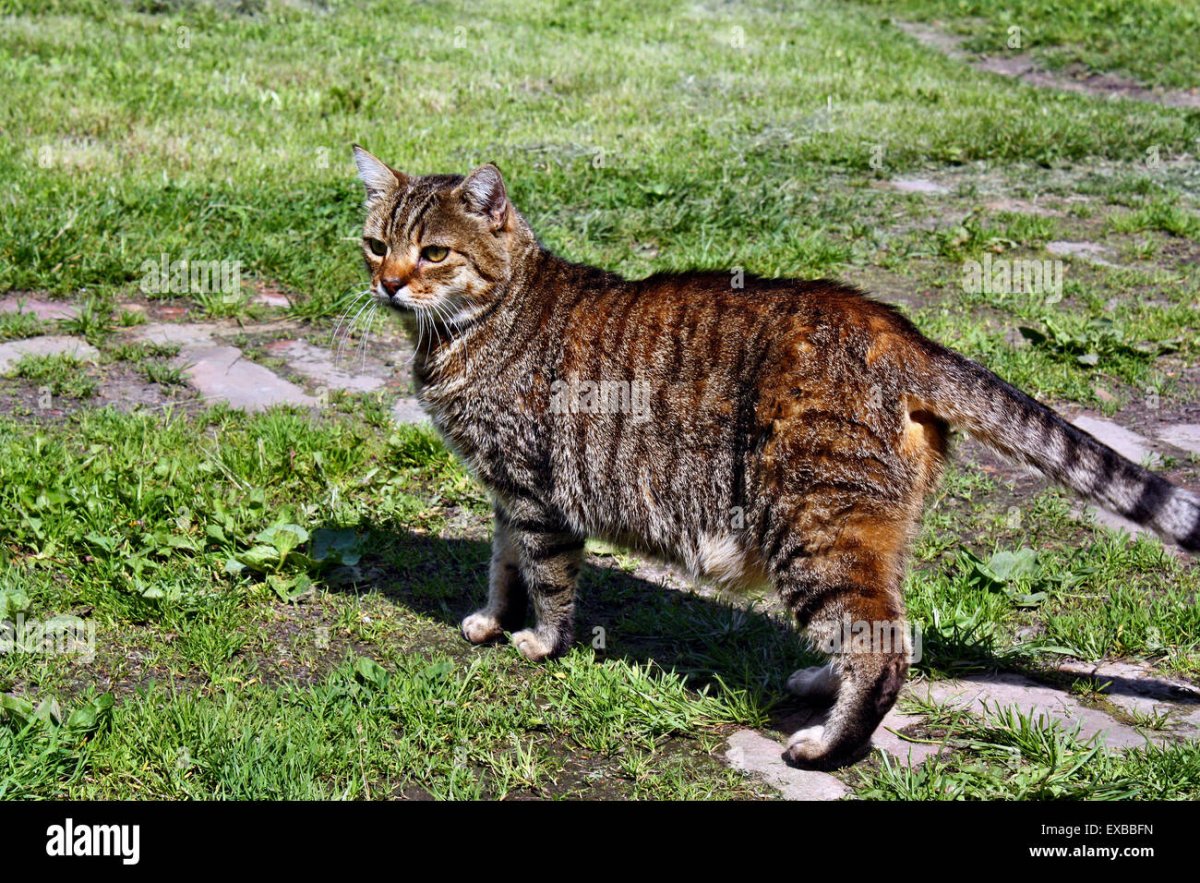 Кошка Максуд