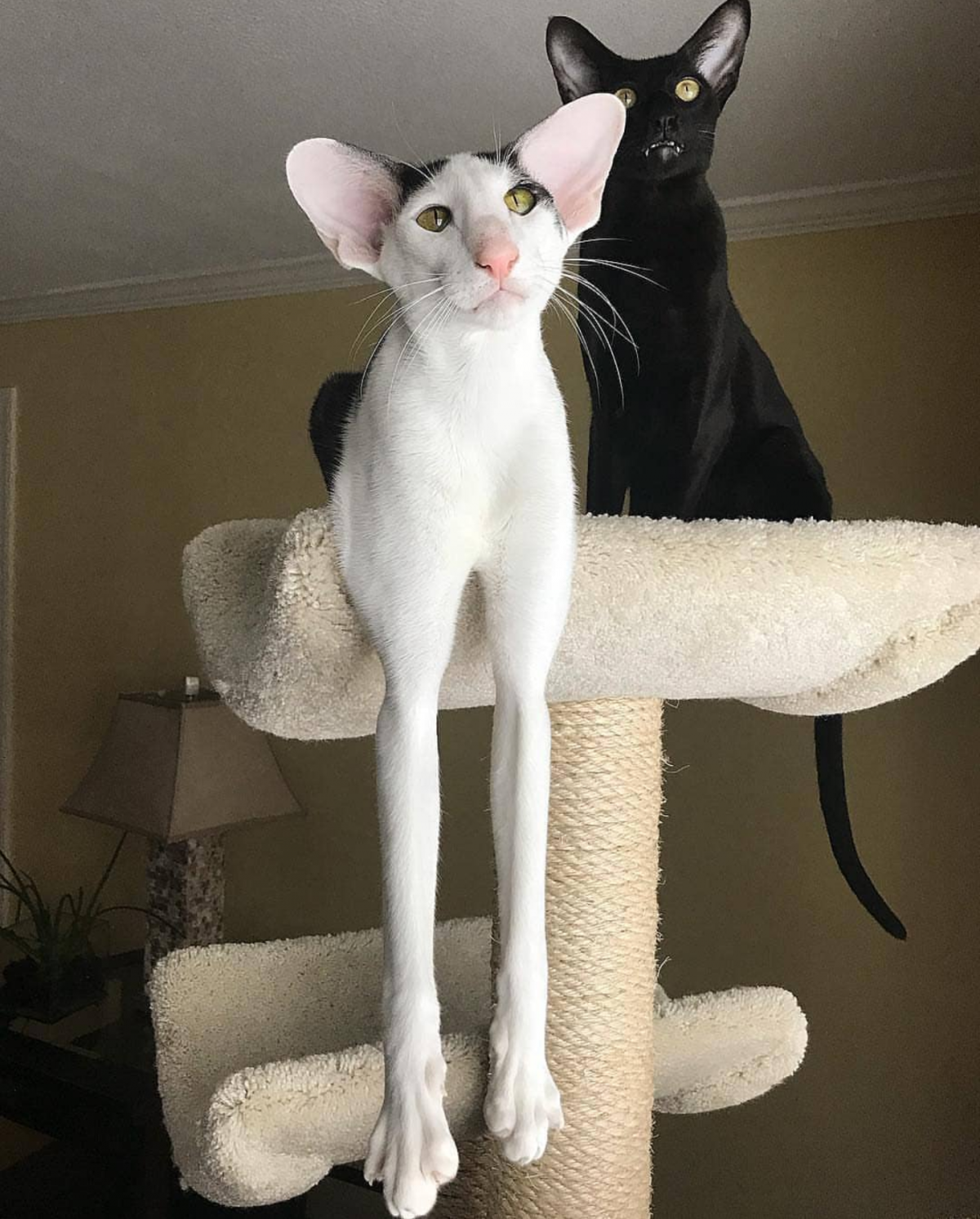 Курдюк у шотландской кошки фото