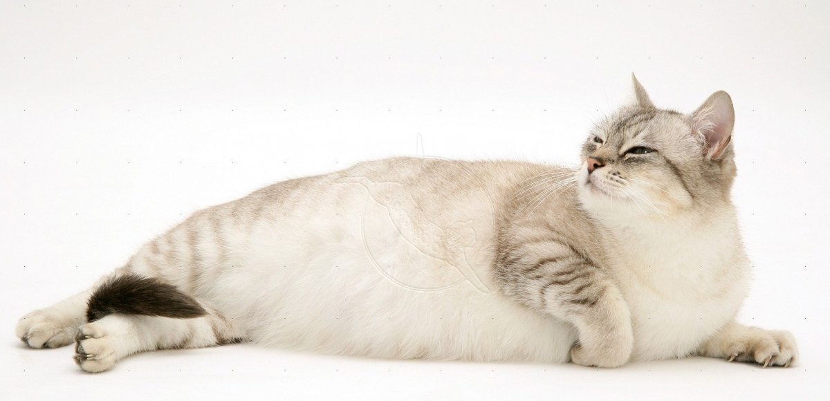 Курдючок на брюшке