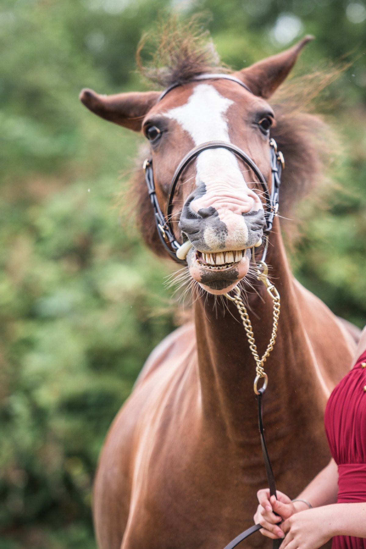 Лошадь смеется