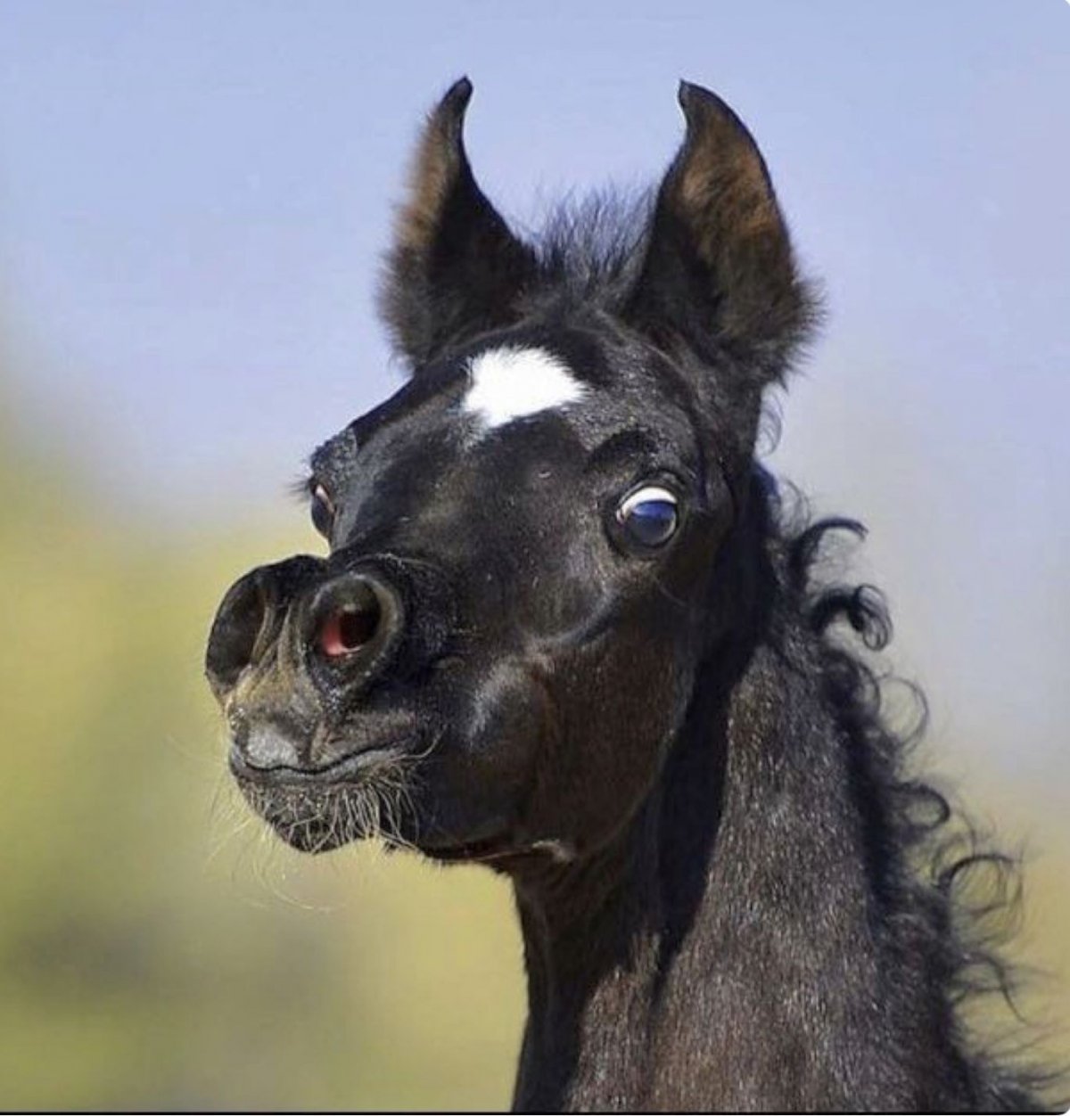 Лошадь смеется